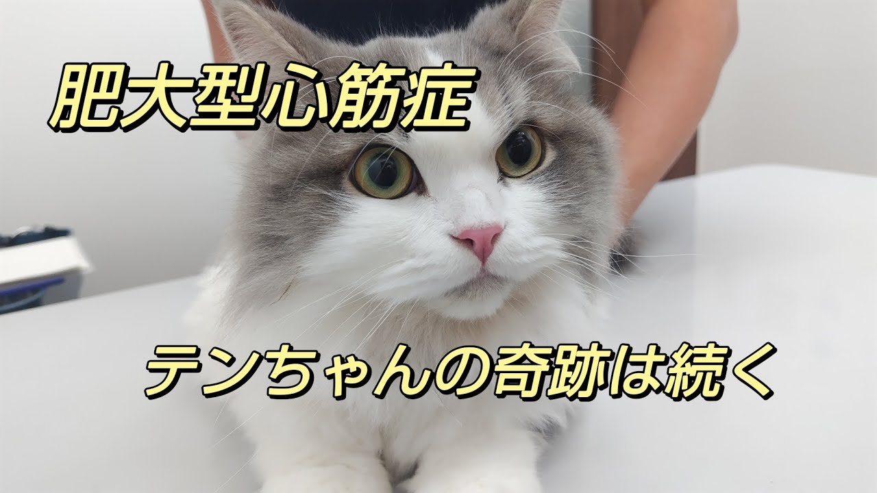 【サイベリアン】余命4ヶ月の肥大型心筋症発症♂猫、奇跡はいつまで続く？【肺水腫】