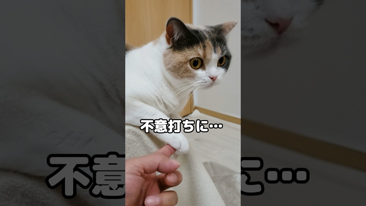 猫が大好きなママと寝たくてこうなっちゃいました…ｗ #猫 #たまたま・たまちゃん