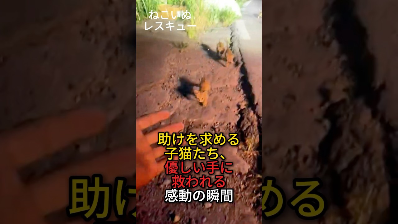 助けを求める子猫たち、優しい手に救われる感動の瞬間