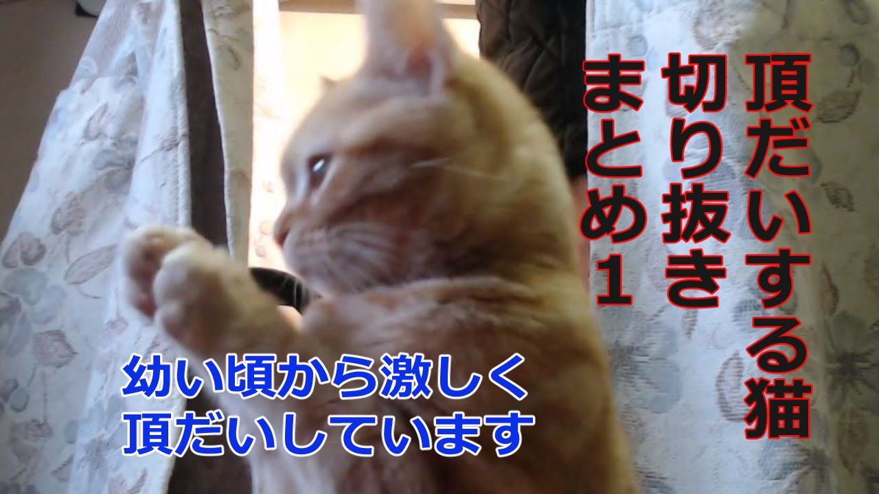 頂だいする猫切り抜きまとめ第一弾