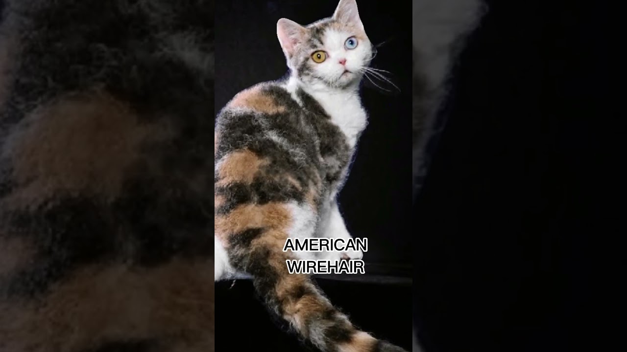 AMERICAN WIREHAIR 😺 #cats #animals #shorts