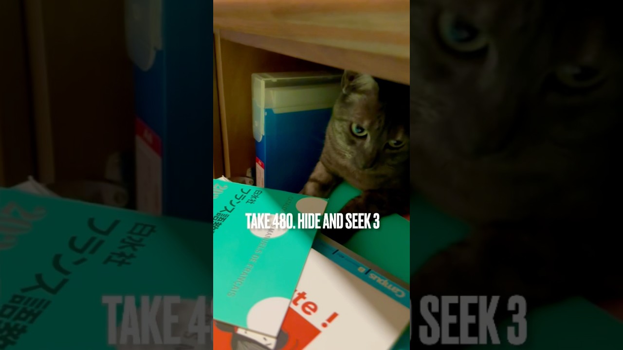 ママのフランス語教材お片付け #じゃまねこ にゃ❗️#かくれんぼ #egyptianmaucat #エジプシャンマウの仲間たち #エジプシャンマウスモーク #shorts