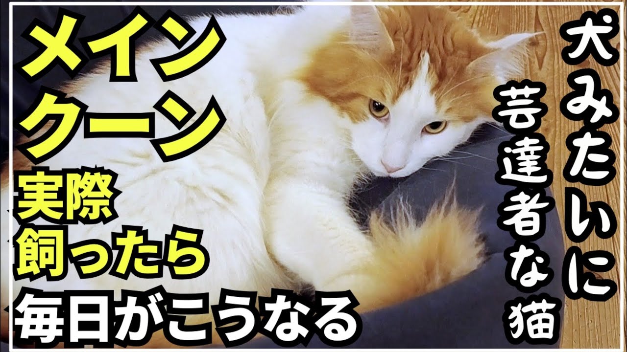 メインクーンが犬みたいに芸を覚えていく日常はこんな感じ