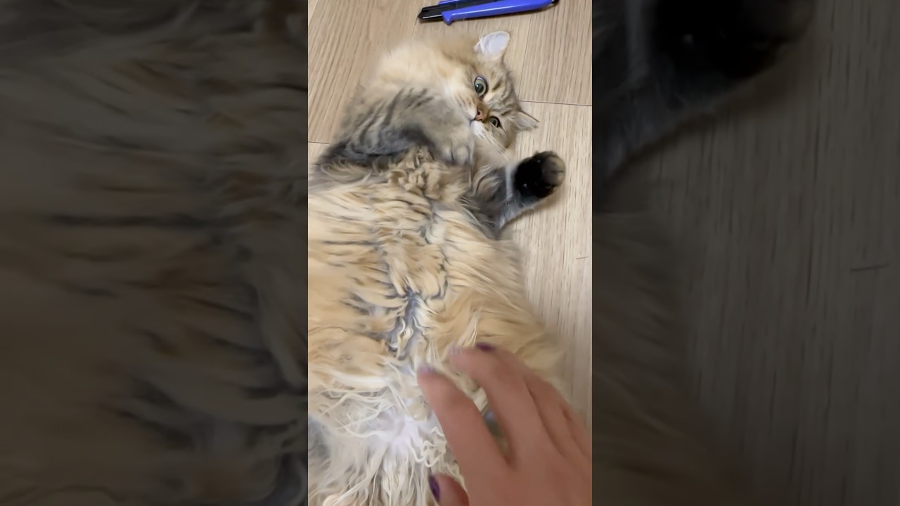 【可愛い猫】スコティッシュフォールドの立ち耳さん