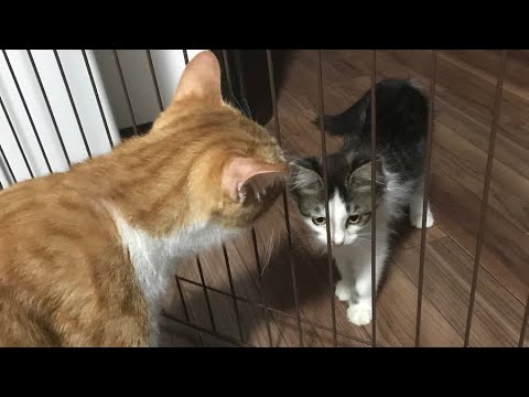 レオくん・シロウくんの蔵出し映像！