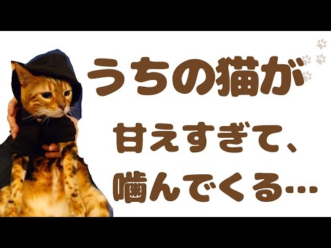 【甘えん坊の猫】甘えかたは完璧！失敗したら報復。ツンデレ対応の保護猫。うりちゃん　#ベンガル