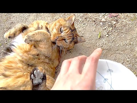 【ねこ日常系】お砂場ゴロンゴロン。外でちりめんじゃこ【猫と日本の庭】