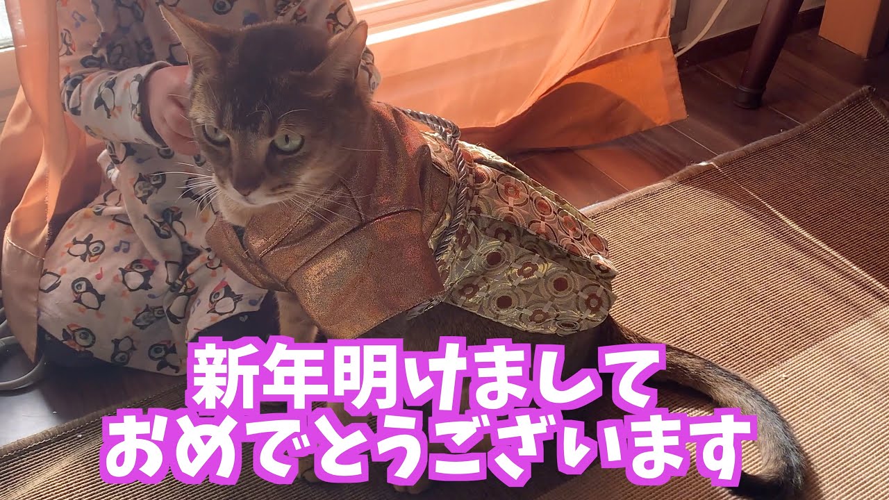 【2025年】新年あけましておめでとうございます。今年もよろしくお願いいたします。【猫のキビ】