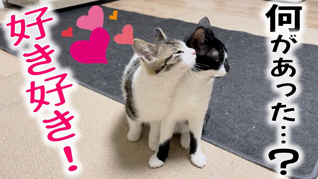 ビビりの新入り子猫クン、イケメン子猫と仲良くなり過ぎた…！