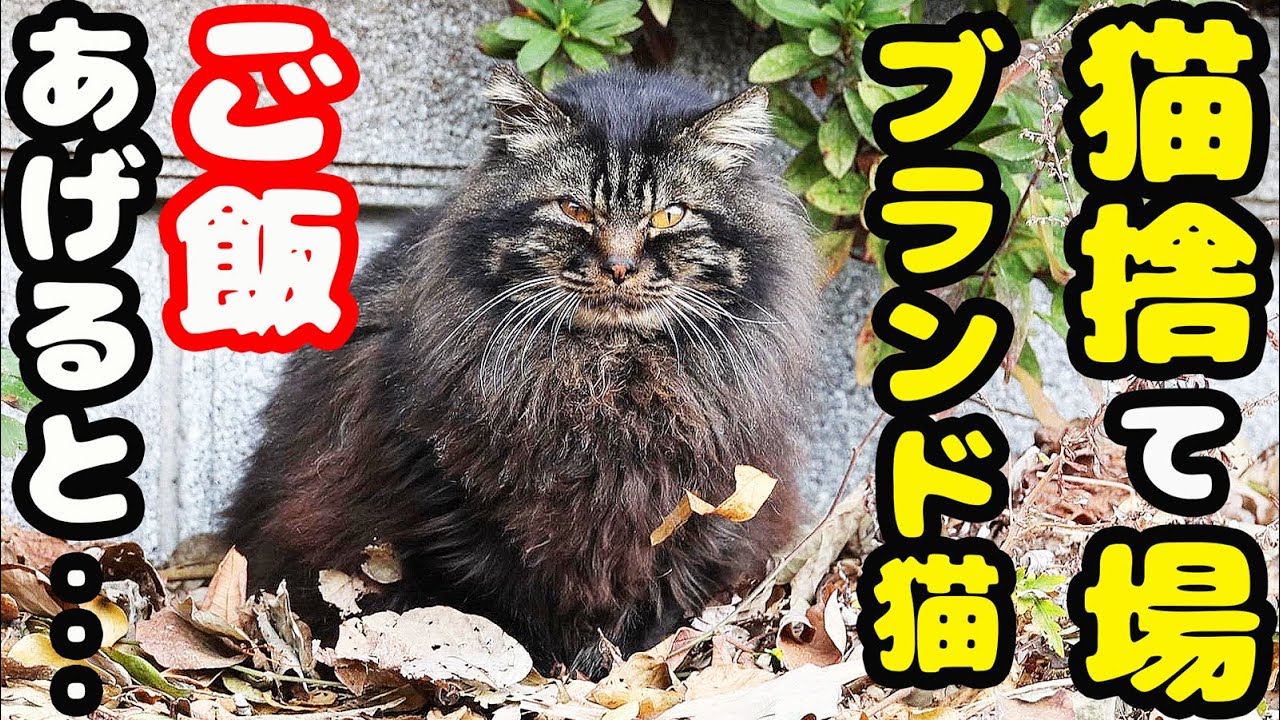極寒の猫捨て場 長毛ブランド猫にご飯をあげたら涙を流して爆食いしました