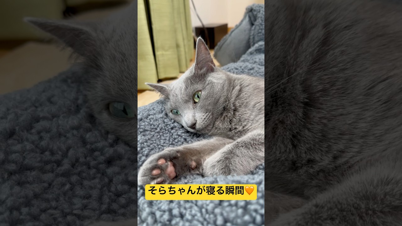 【猫ロシアンブルー】そらちゃんが寝る瞬間を ご覧ください❤️#shorts