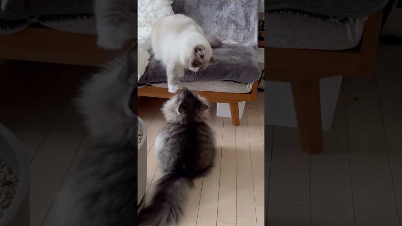 我が家のまな猫たち2025 #shorts #ノルウェージャンフォレストキャット #アビシニアン #サイベリアン #cat