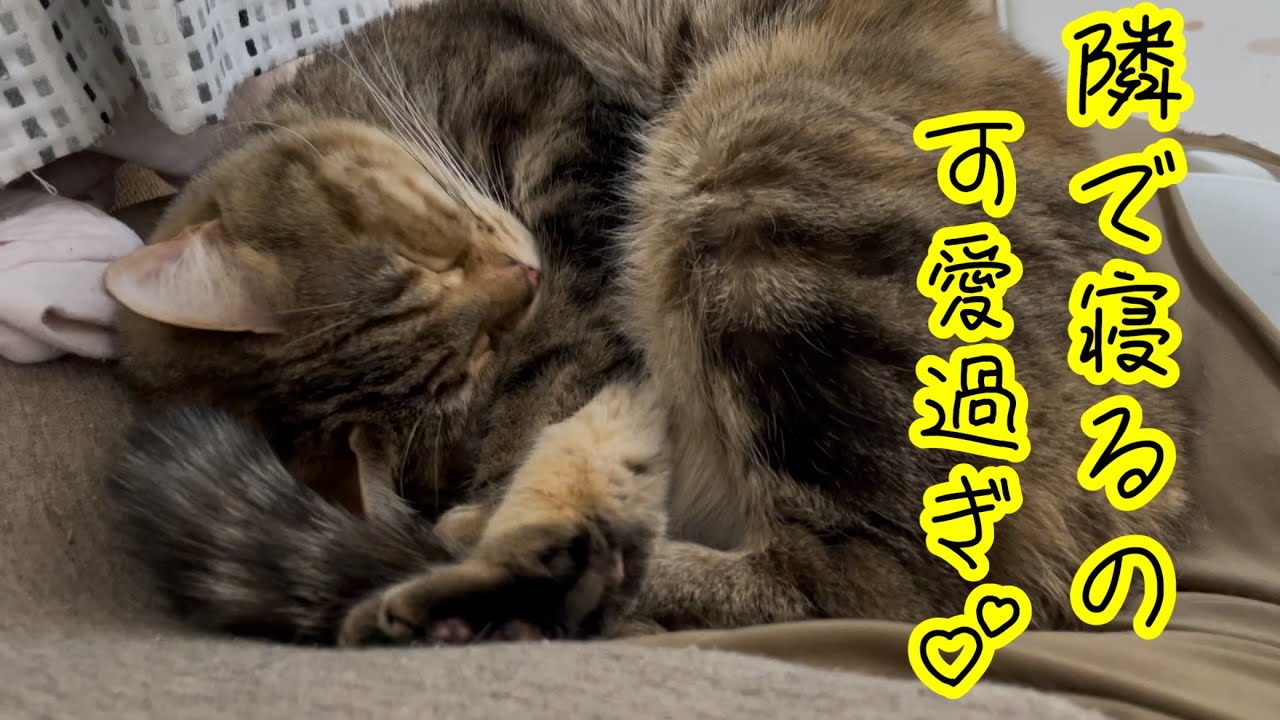 隣で寝る姿が可愛過ぎる猫がこちらw