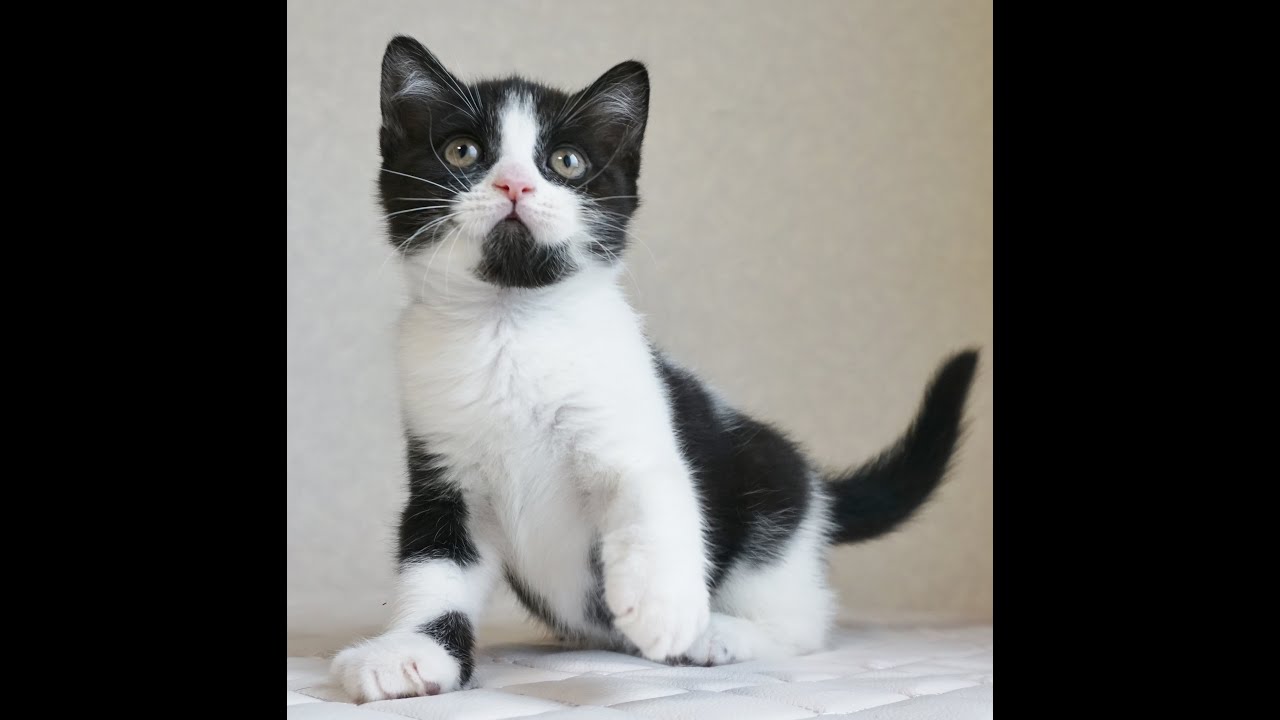 ブリティッシュショートヘアー子猫　British Shorthair　2024.11.11産まれ　ブラック&ホワイト　男の子　シーダキャット猫のお店