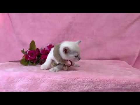 トンキニーズ 薄ピンクリボンちゃん❤　プラチナミンクの女の子❤【💡生後10ヶ月まで生命保証付き】【お土産付き🎁】