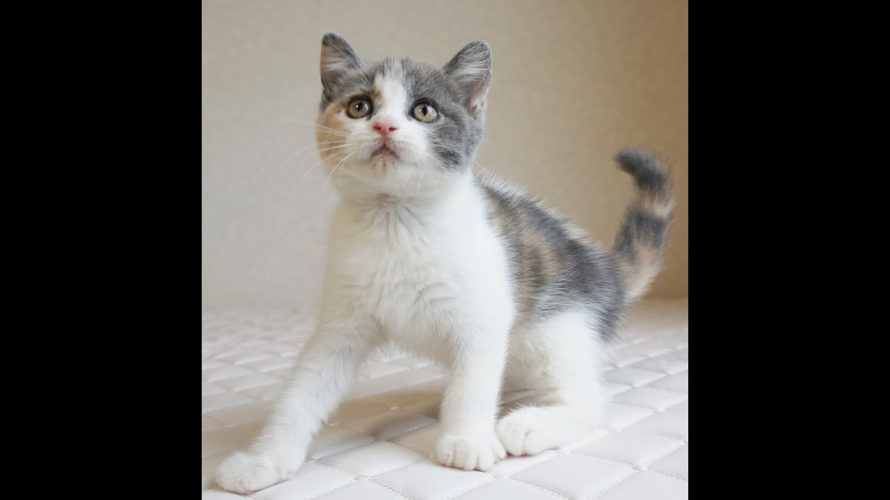 ブリティッシュショートヘアー子猫　British Shorthair　2024.11.11産まれ　ダイリュートキャリコ　パステル三毛　洋三毛猫　女の子　シーダキャット猫のお店