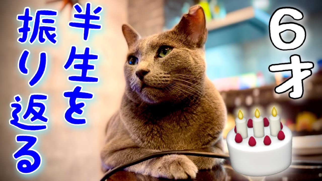 ロシアンブルー|猫生の折り返しで思いふける[Russian Blue cat Kotetsu]