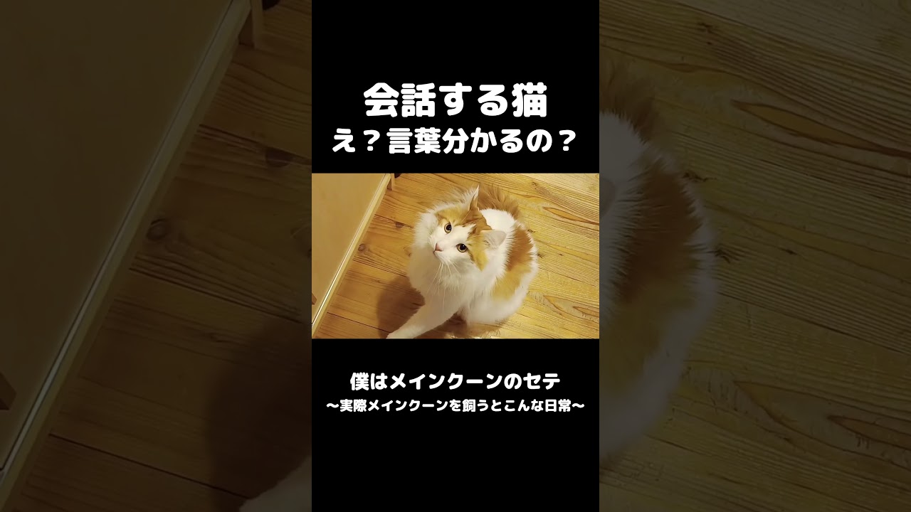 猫と意思疎通出来てる？ #メインクーン #猫のいる暮らし #mainecoon #cat