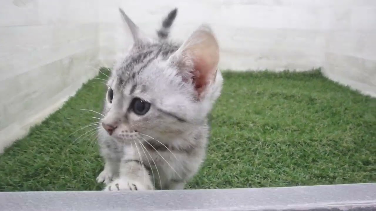 Coo&RIKU　No00704351 エジプシャンマウ