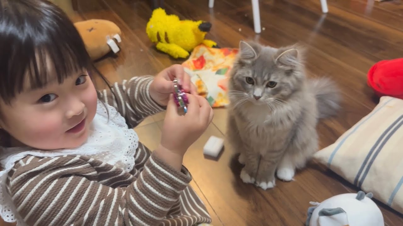 ハンドスピナーで遊ぶ猫　サイベリアンA cat playing with a Fidget Spinner.Siberian