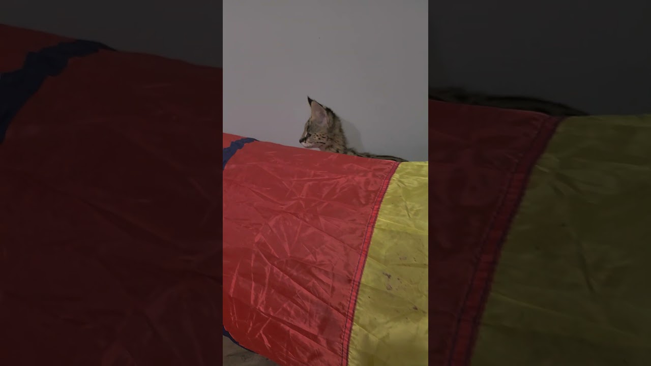 He forgot something. #Pouncerthecat #cat #cats #kittens #kitten #animalbabies #gatos #gatitos #fyp
