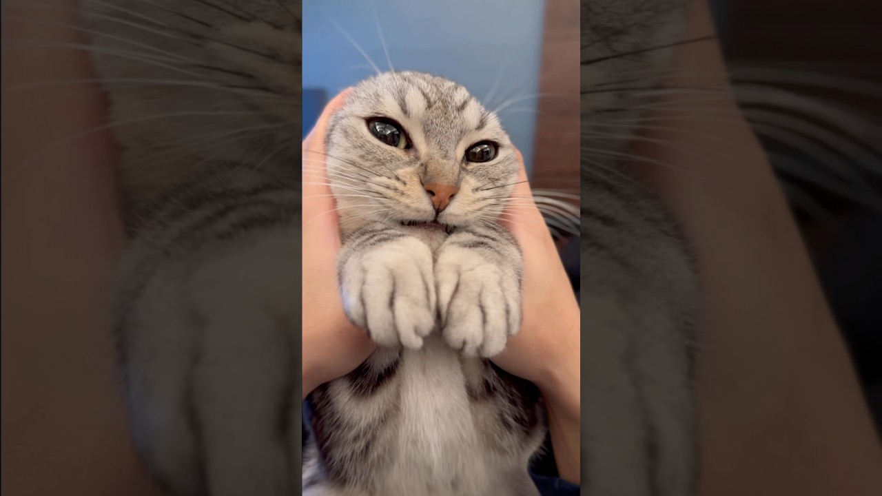 可愛すぎる愛猫ちょびまるの鳴き声集!! #shorts #猫 #cat