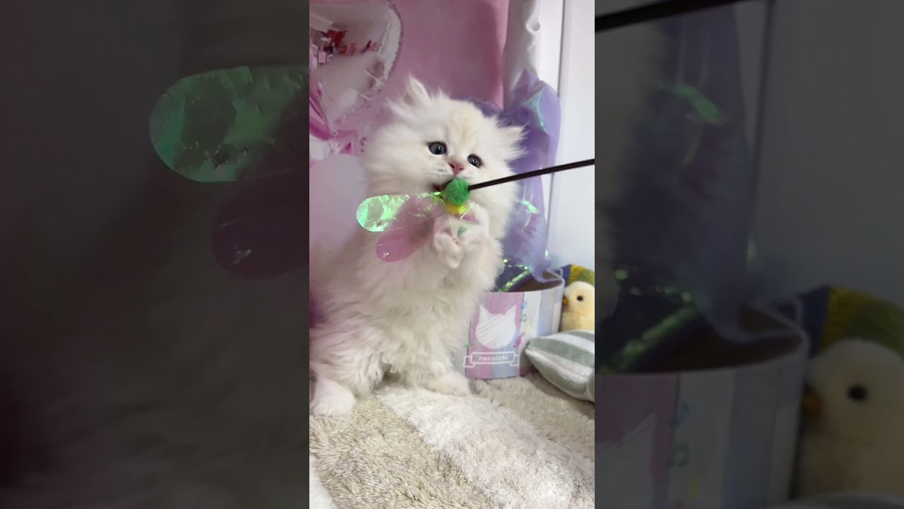 【ご家族様募集中】長足マンチカン男の子♡ #cat #かわいい子猫 #kitten #子猫 #cute #子猫ブリーダー #長足マンチカン #マンチカン