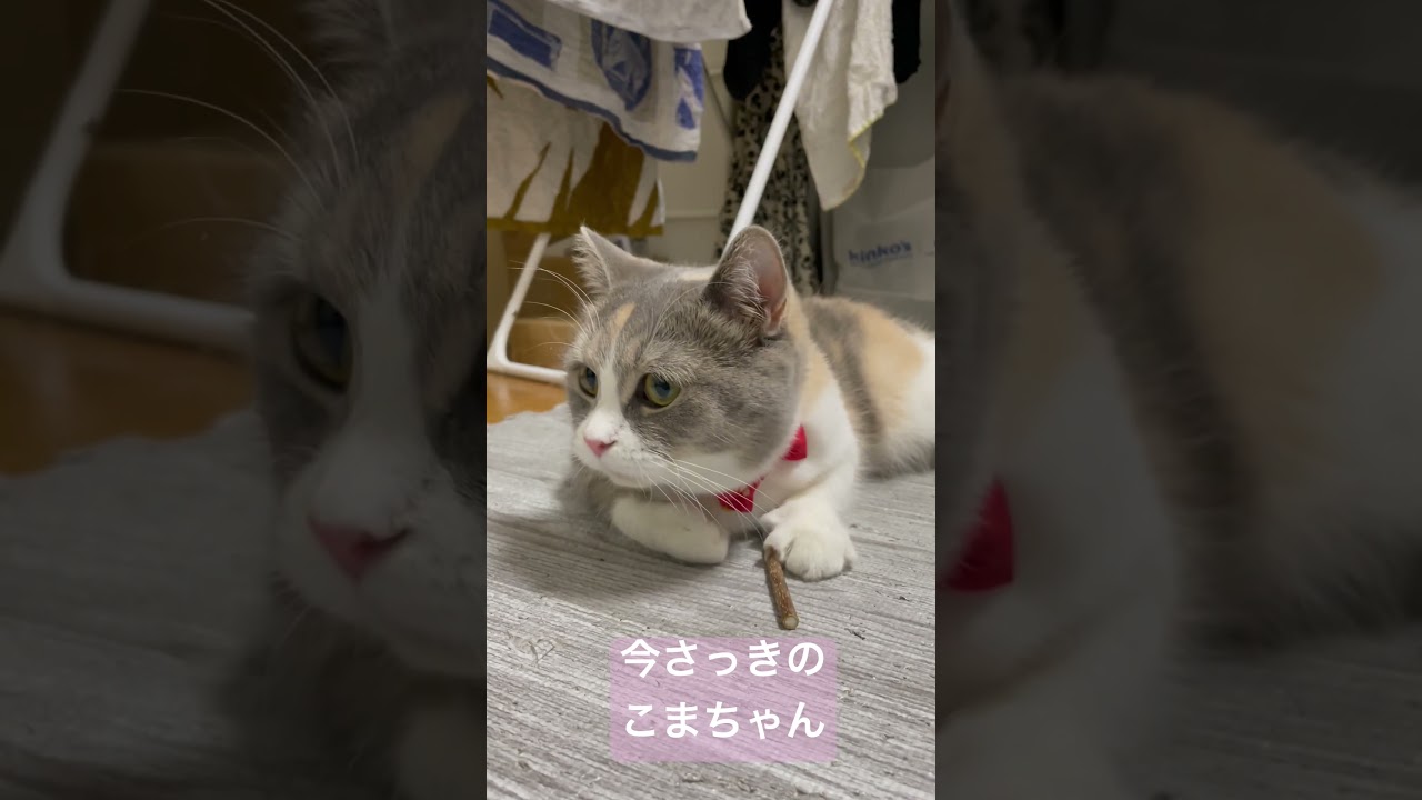 今さっきのまたたびこまちゃん　#スコティッシュフォールド #猫 #かわいい猫