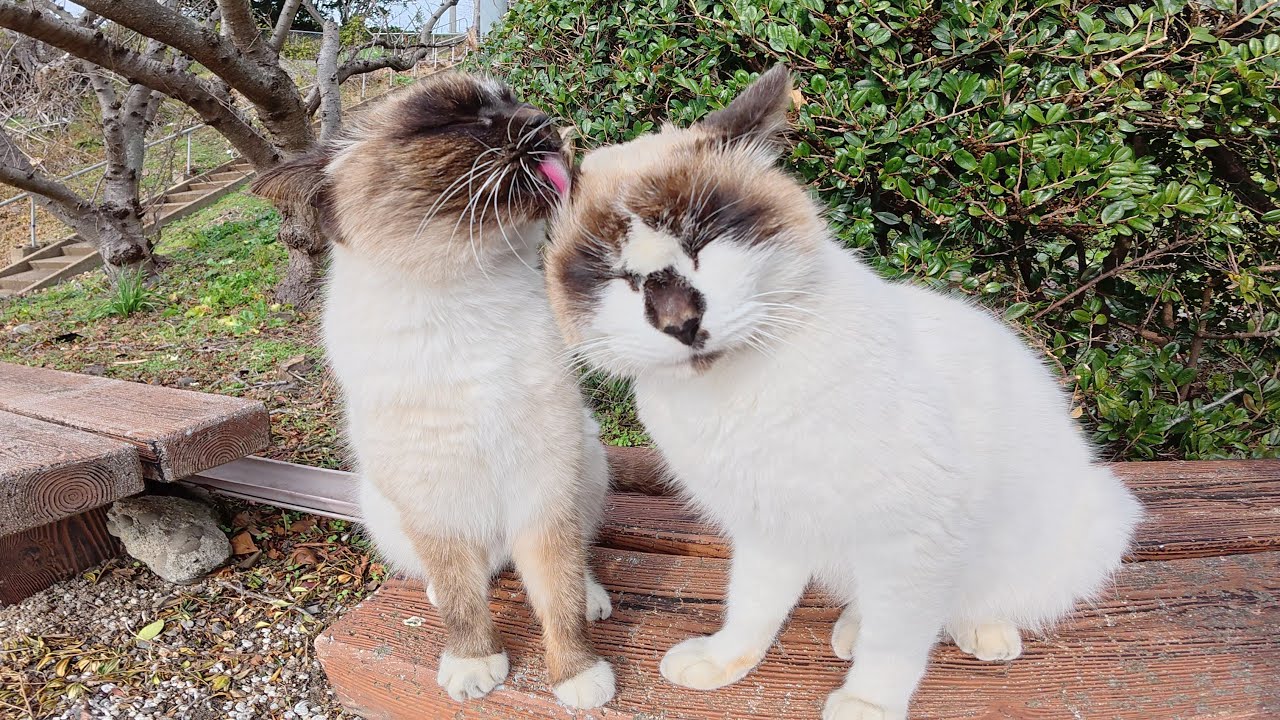 シャム猫カップルが人目を気にせずにイチャイチャする