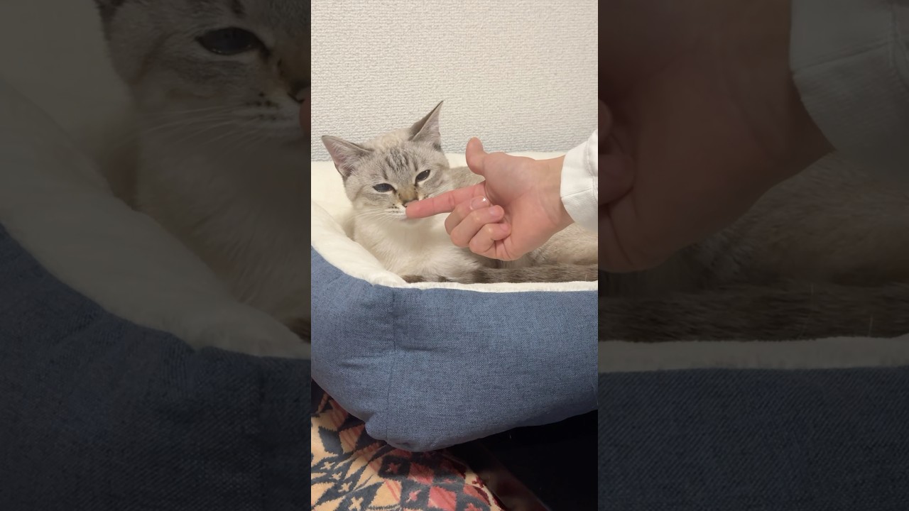 満足顔をする猫が可愛い！　#シャムトラ  #元保護猫 #シャムミックス  #cat #猫耳 #kitten  #猫耳 #siamese mix