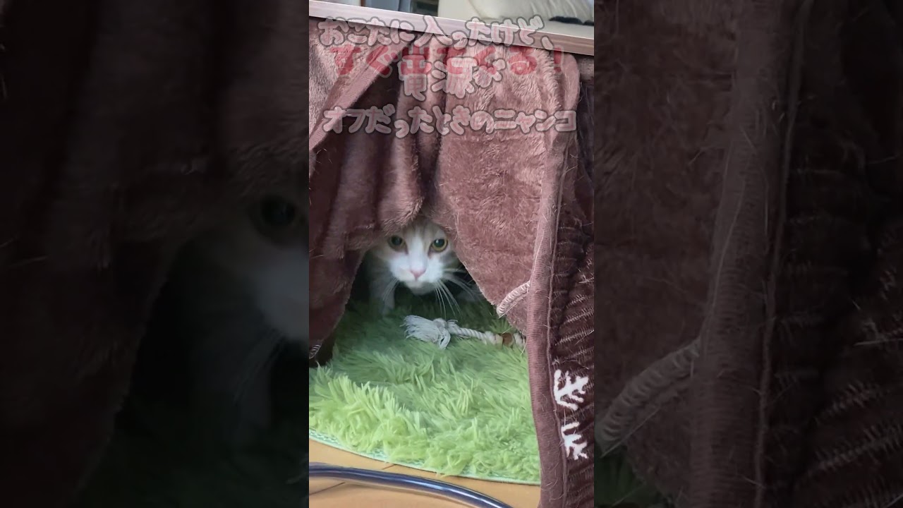 【三毛猫】こたつの電源はお早めに！ #毎朝ミーコさん #cat