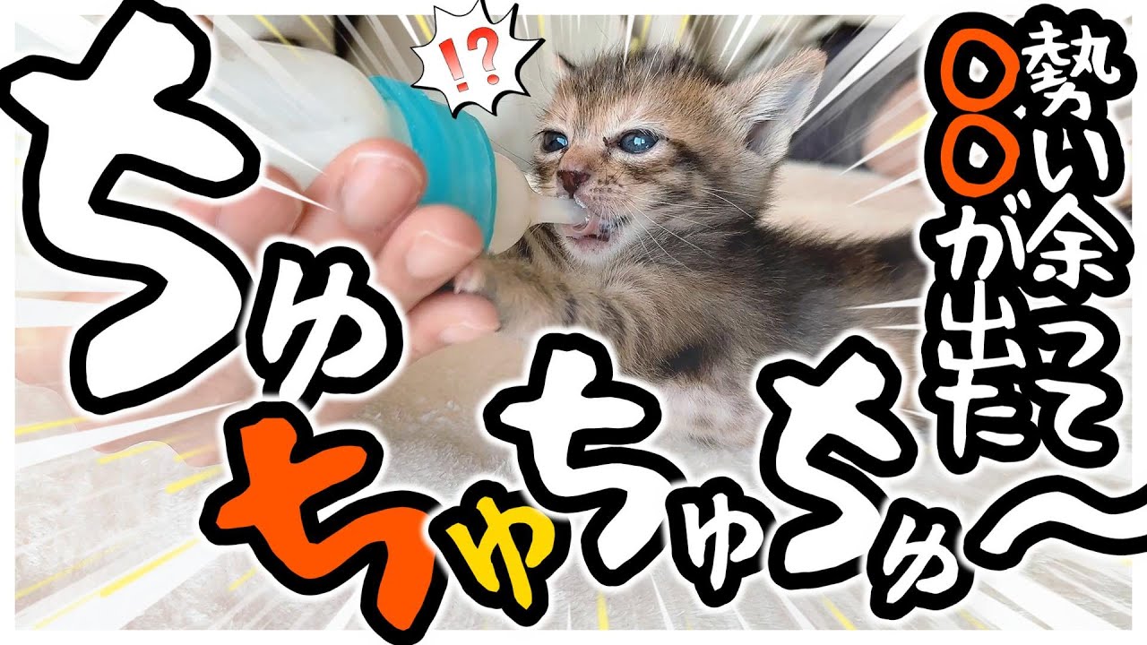 「ぢゅぢゅぢゅぢゅぢゅ～」子猫がミルクを勢いよく飲み過ぎてアレがこうなってソレが出ました。チャララ～【保護猫生活25日目】
