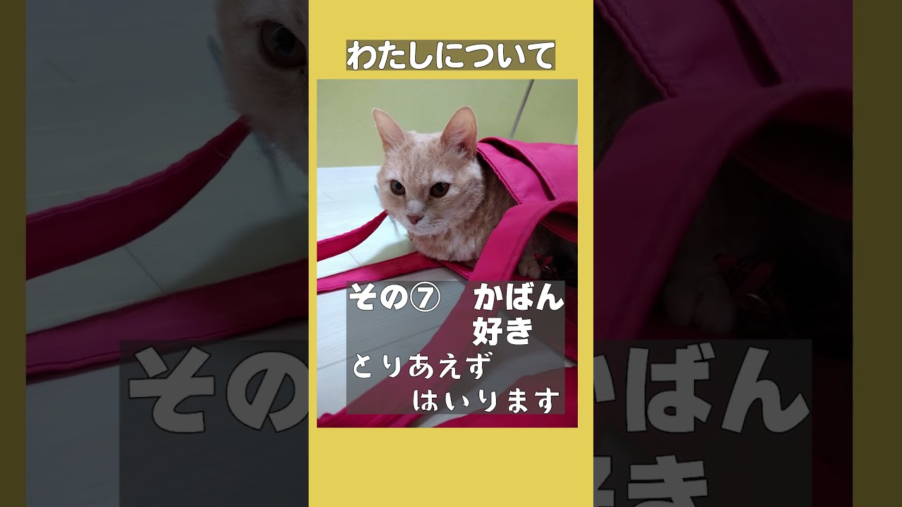 【ぽっちゃん家】うららです　vol.5　とりえず入ってみる猫　#猫 #猫動画#shorts