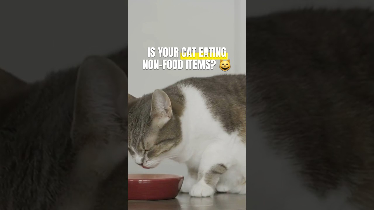Why Your Cat Eats Non-Food Items & How to Help