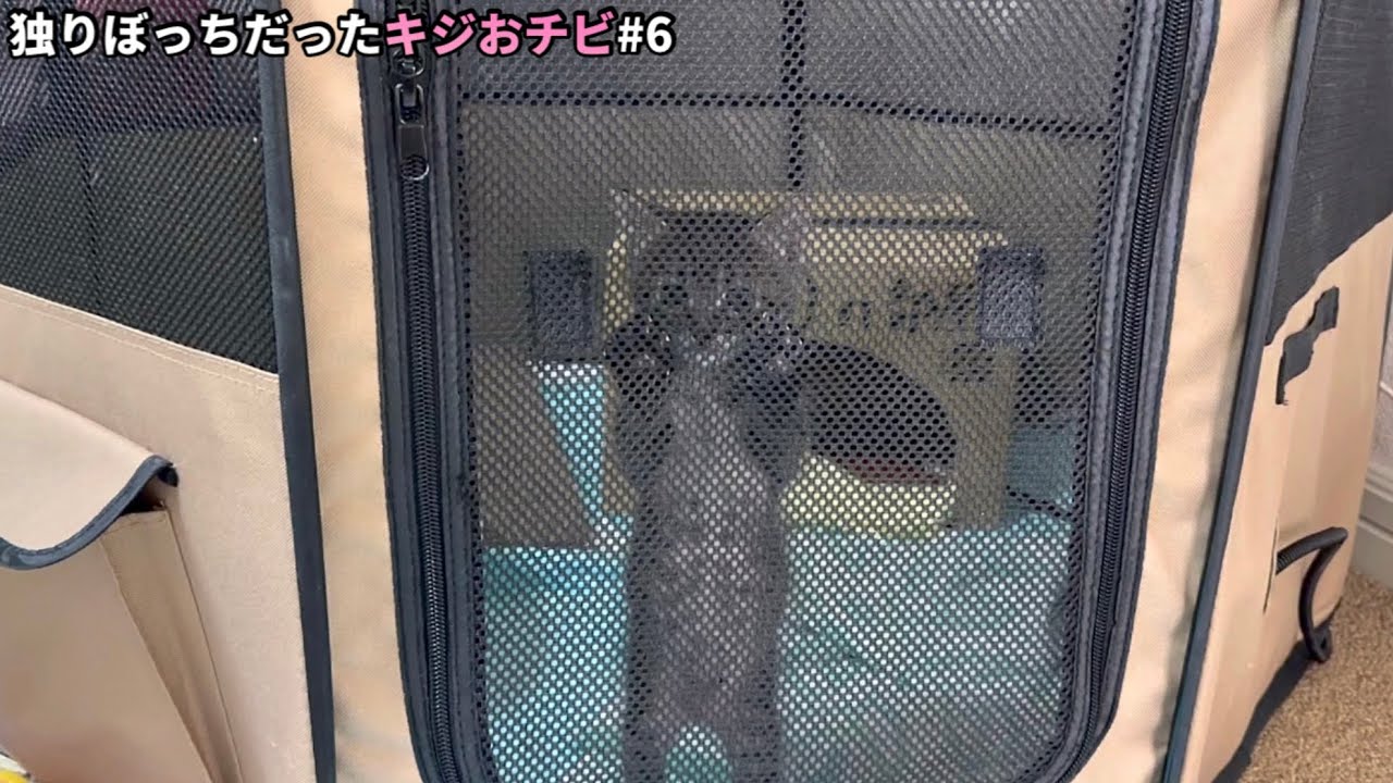 外に出たい気持ちで溢れた子猫がこうなりました