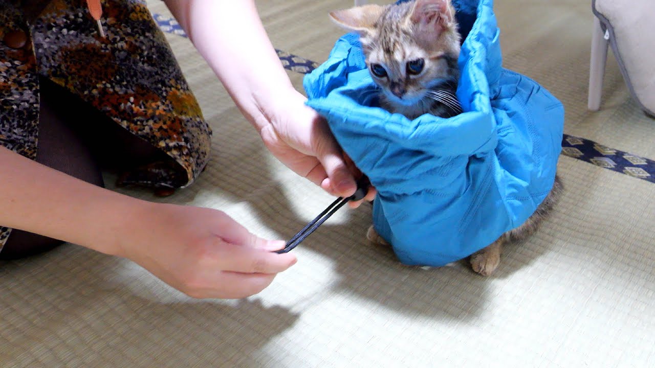 皮膚炎になった子猫を保護するためにダウンベストを着せようとした結果が…