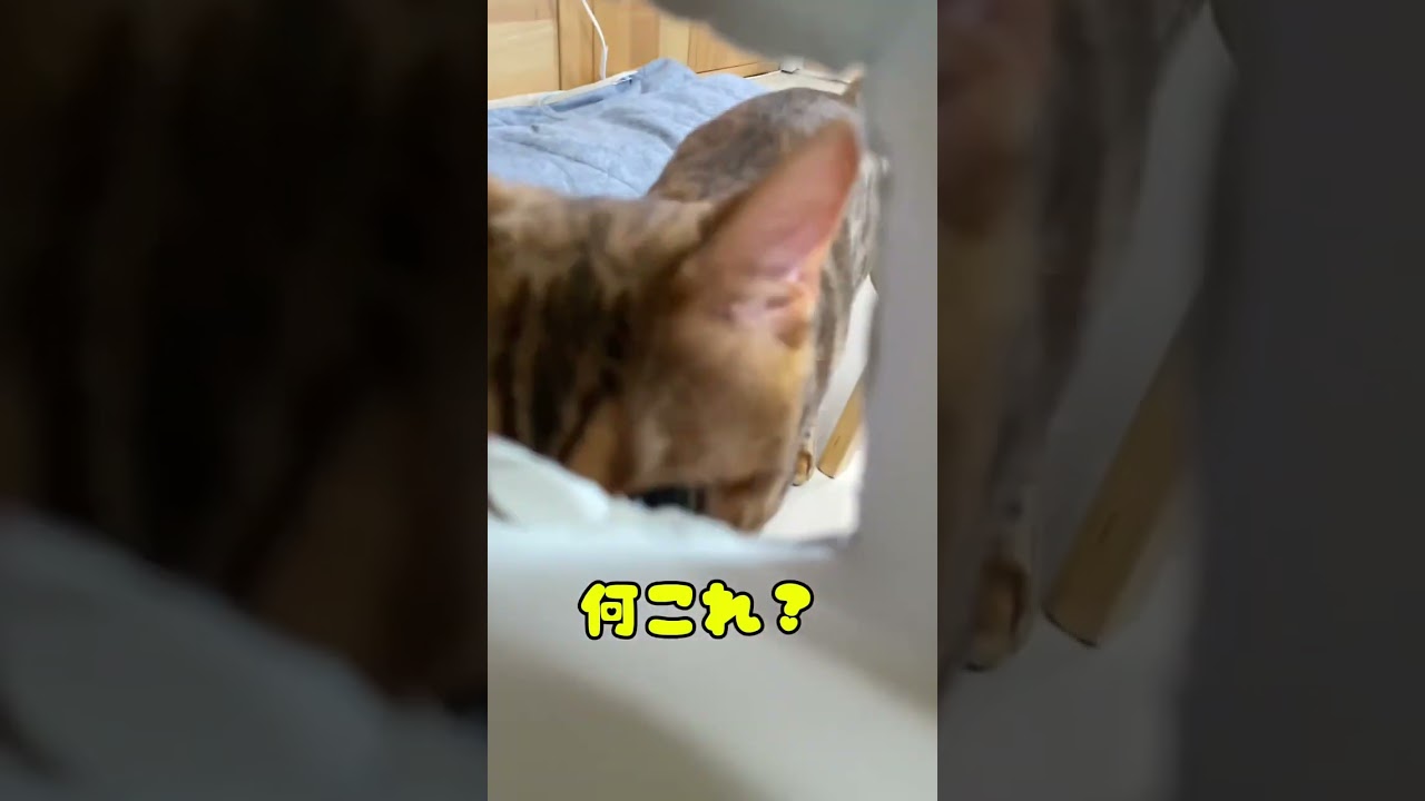 箱からむぎゅ🐈#猫 #ベンガル #猫のいる暮らし #癒やされる #ねこ #ベンガル猫 #cat #bengalcat #cute