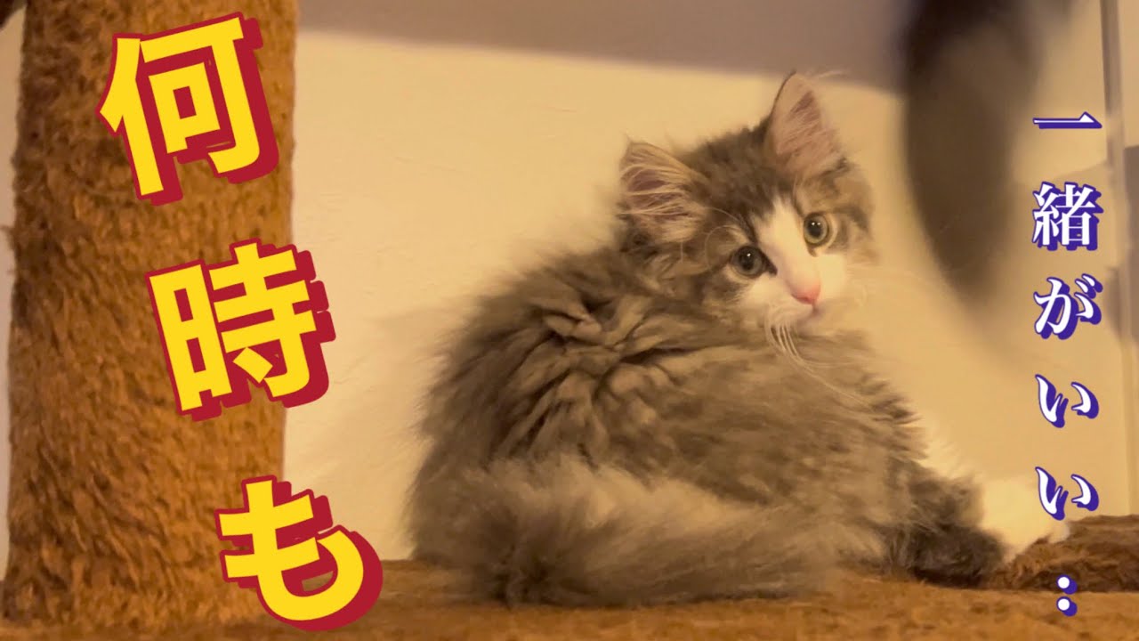 フレンドリーな弟と教育係りのノルウェージャンフォレストキャット(^^)#catvideos #ねこ #癒し