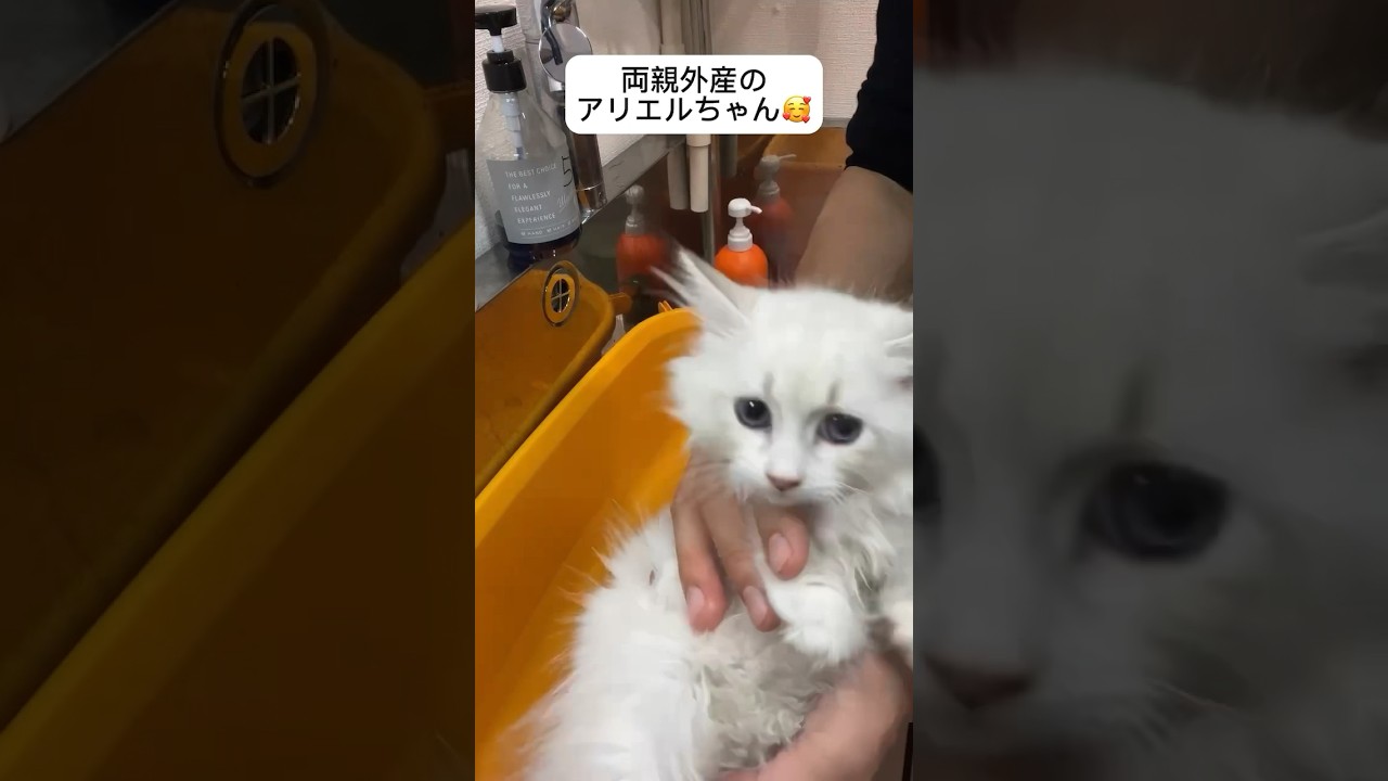 子猫のお風呂動画#サイベリアン #ペットショップ #子猫 #サイベリアン大好き