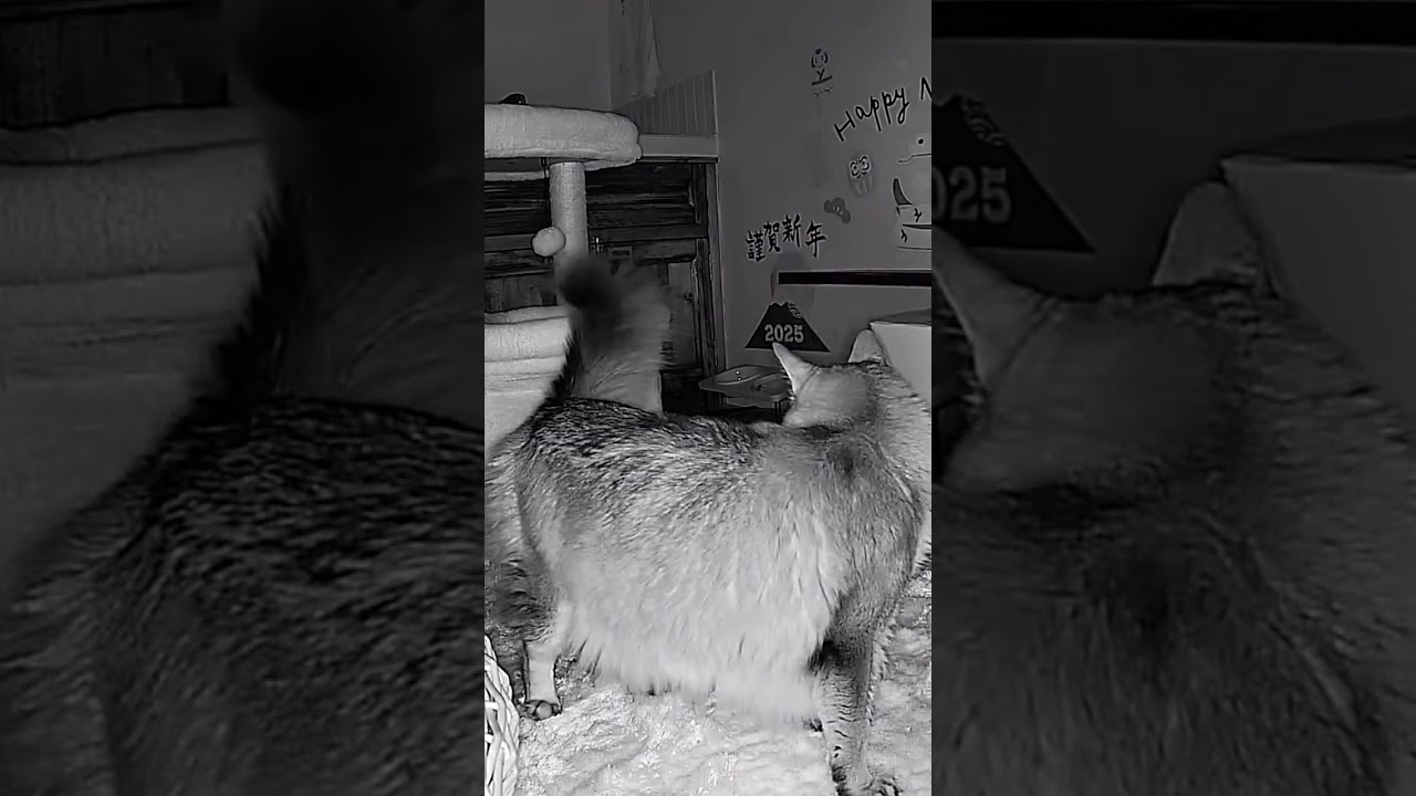 猫は夜行性【にじこた】 #猫 #cat