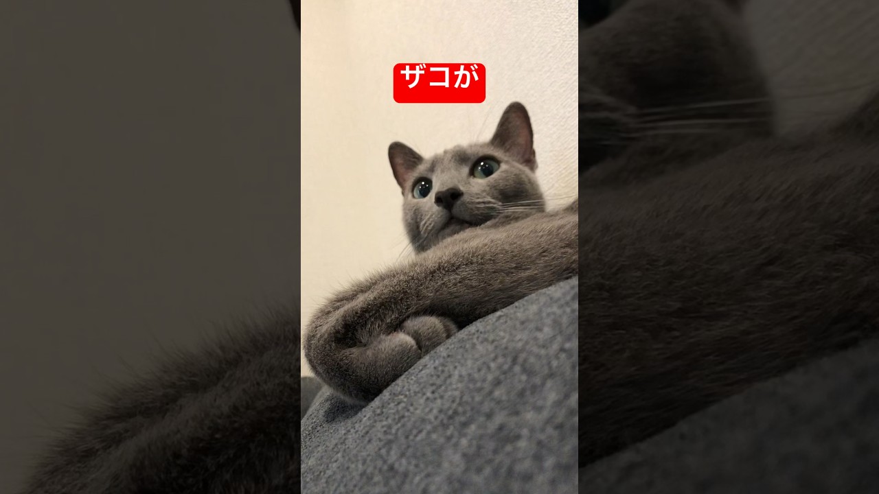 見破る猫#猫 #ロシアンブルー #cat #russianblue