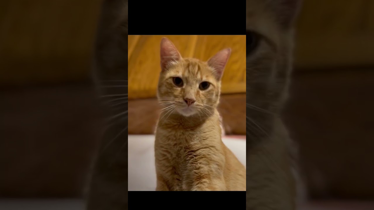 【猫について勉強】愛猫のジェスチャーを見逃していませんか？「ご飯ちょうだい=😋」#shorts #茶トラ #猫の勉強