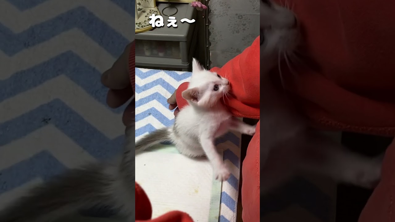 ミルクが欲しすぎてママの体に飛び付いてくる赤ちゃん猫が可愛い