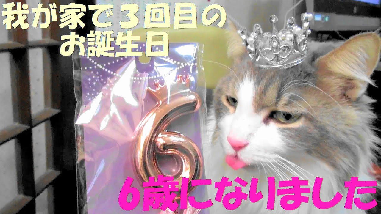 目指せモモ20歳～1/20保護猫ミルクさん6歳のお誕生日～初フミフミ