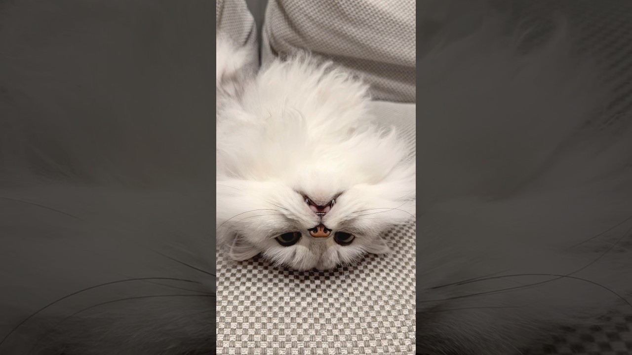 あおむけなのに匂いが気になる猫 【サイベリアン】 #Shorts