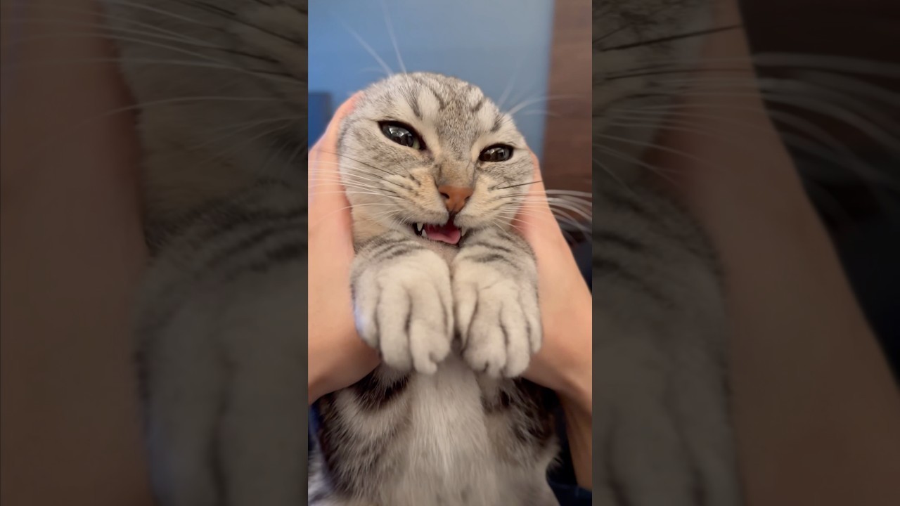愛猫が可愛すぎてテンション爆上げな飼主たち!! #shorts #猫 #cat