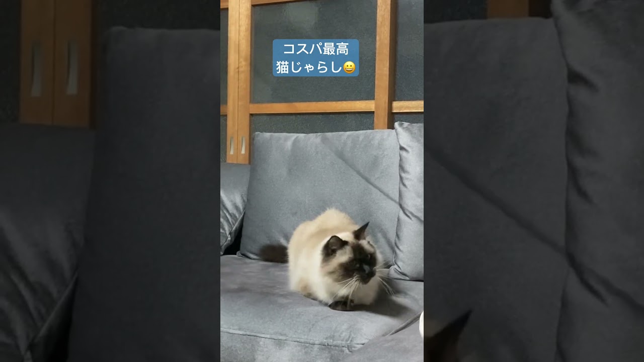 100均猫じゃらしが大人気‼️#多頭飼い #ラグドール #ねこのいる生活 #ねこすたぐらむ #100均