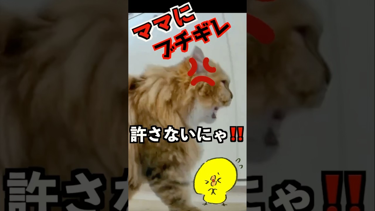ママのある行動にブチギレなペルシャ猫😭反省するにゃ💢#ペルシャ猫#チンチラペルシャ#persiancat
