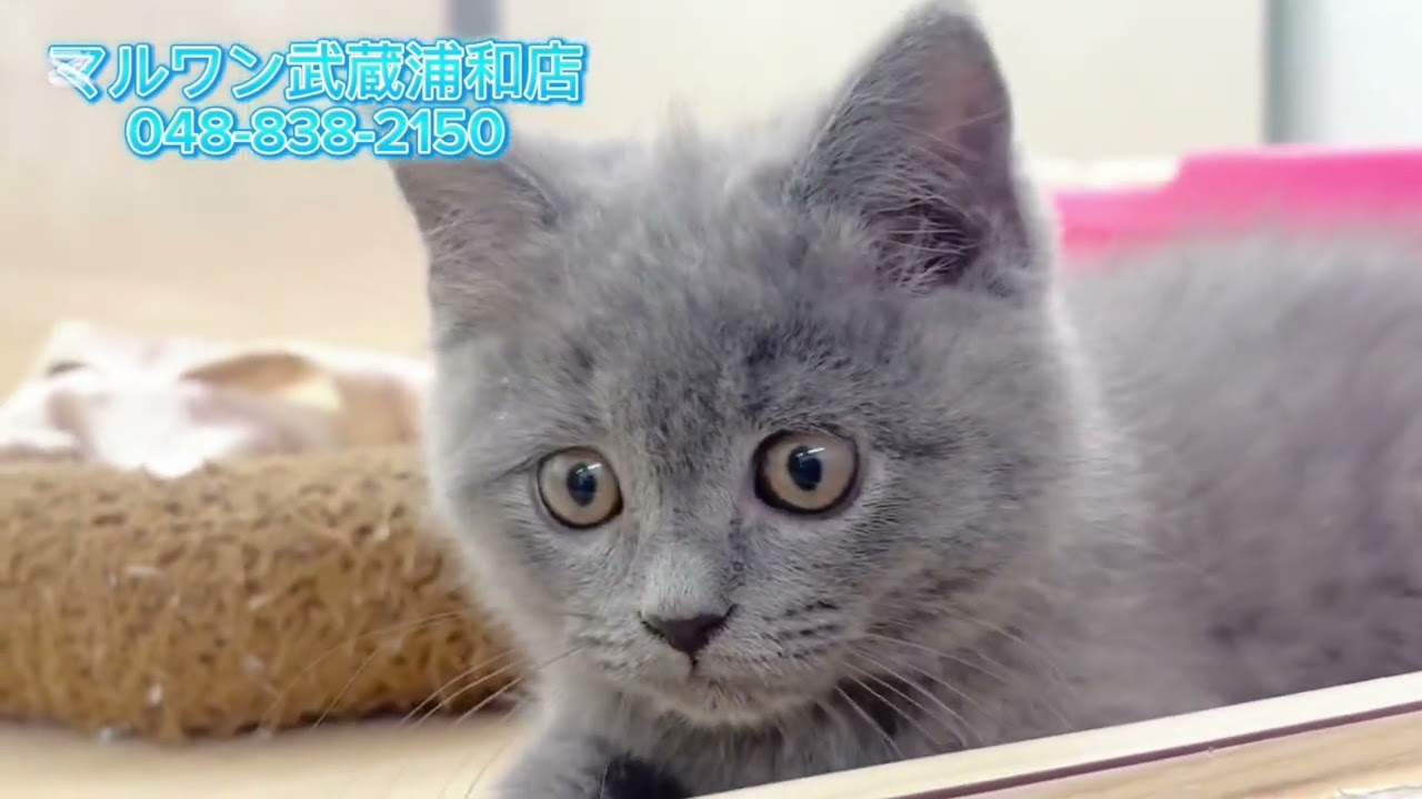 【ブリティッシュショートヘア】人懐っこい男の子