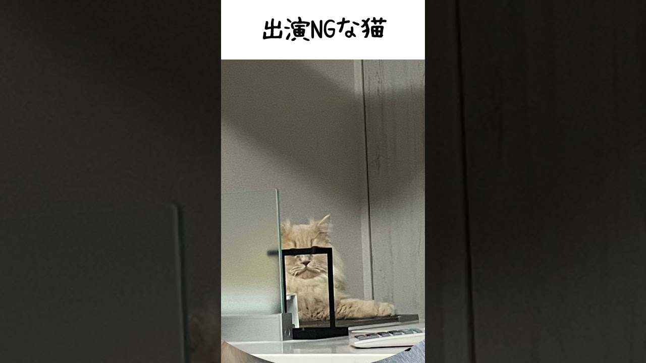 【出演NGな猫】 #cat #ラガマフィン＃ねこ＃レオちゃんねる #猫のいる暮らし #猫好きさんと繋がりたい